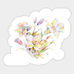 Color pencil of Easter Lilies Sticker